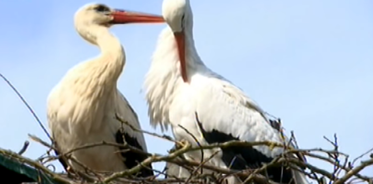 Lijepa vijest u ovim sumornim vremenima: Klepetan se vratio Malenoj, Stipa presretan: Naša veza je neraskidiva!