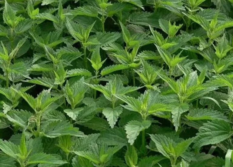 Kopriva: apsolutno najmoćniji lijek iz prirode…Kopriva je čudotvorna za zdravlje, evo zašto