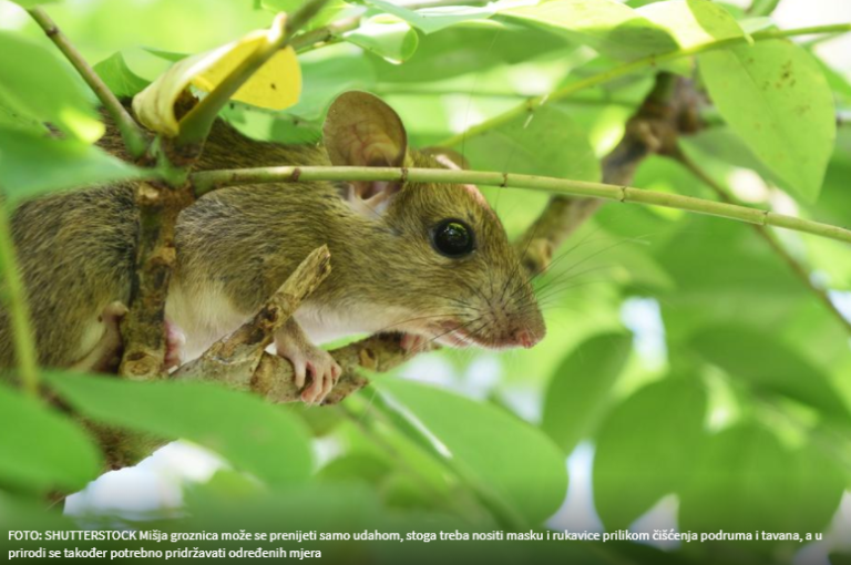 OPRAVDAN STRAH OD EPIDEMIJE MIŠJE GROZNICE: Doznajte kako se zaštititi od zaraze od koje obolijeva sve više ljudi!