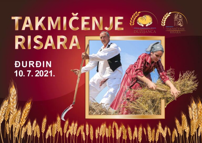 Za bačke Hrvate Bunjevce, Dužijanca, žetvena svečanost, ima veliku važnost, gotovo i veću od same žetve i njezina uroda…