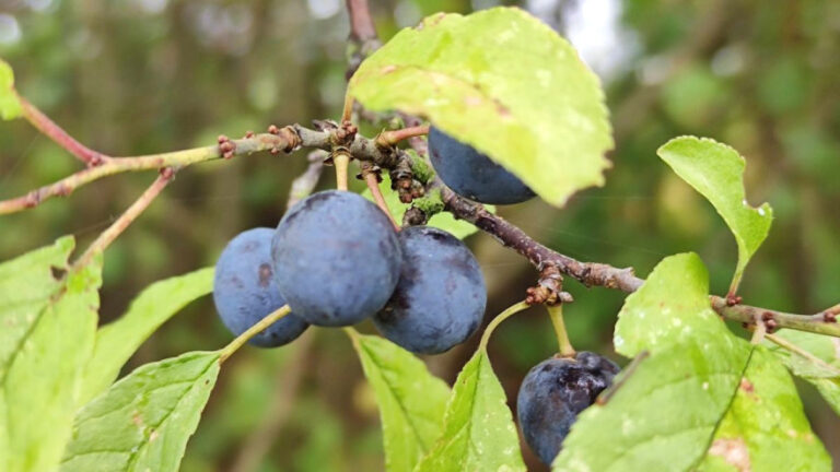 Manje poznate činjenice o trnini – našoj autohtonoj, otpornoj i robusnoj stablašici. Gotovo svaki dio biljke se može koristiti u ljekovite svrhe.