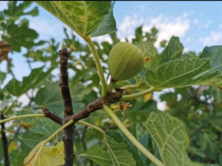 ČAJ OD LISTA SMOKVE LIJEČI DIJABETES, RAK, ČIR NA ŽELUCU!! A TEK SVJEŽE I SUHE SMOKVE…