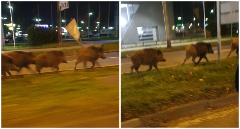 IVICA LOVRIĆ O TOMAŠEVIĆEVIH POLA MANDATA: “NERED, LAŽI I DIVLJE SVINJE”